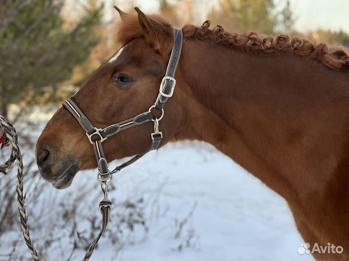 Продаются лошади