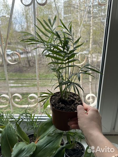 Пальма хамедорея