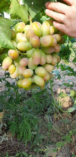 Участок 1,87 га (СНТ, ДНП)