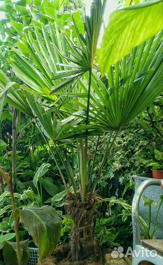 Пальма Трахикарпус Форчуна