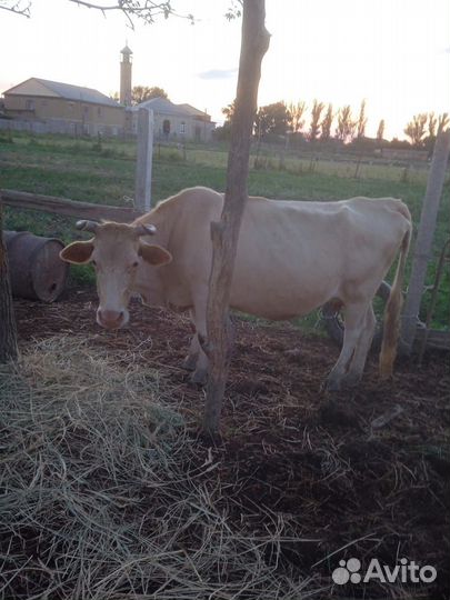 Корова с теленком