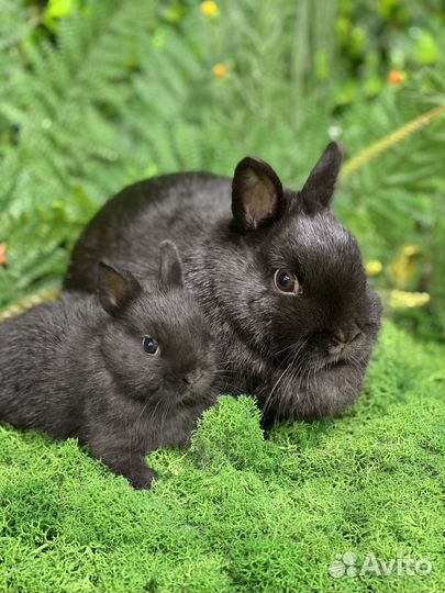 Кролики самые красивые
