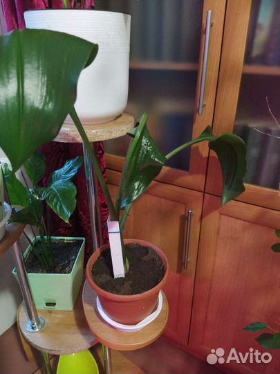 Эухарис, Лилия