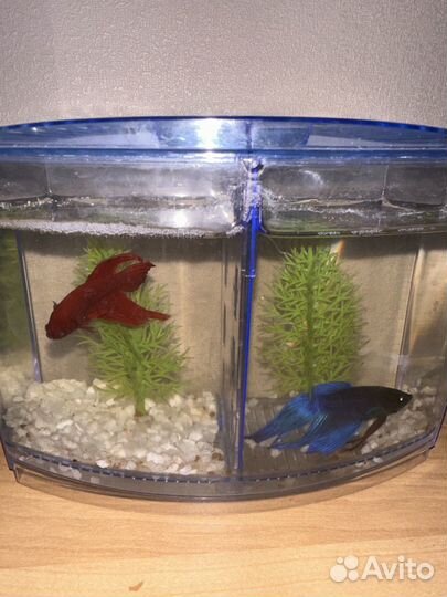 Продам рыбок (петушки самцы)красный и синий
