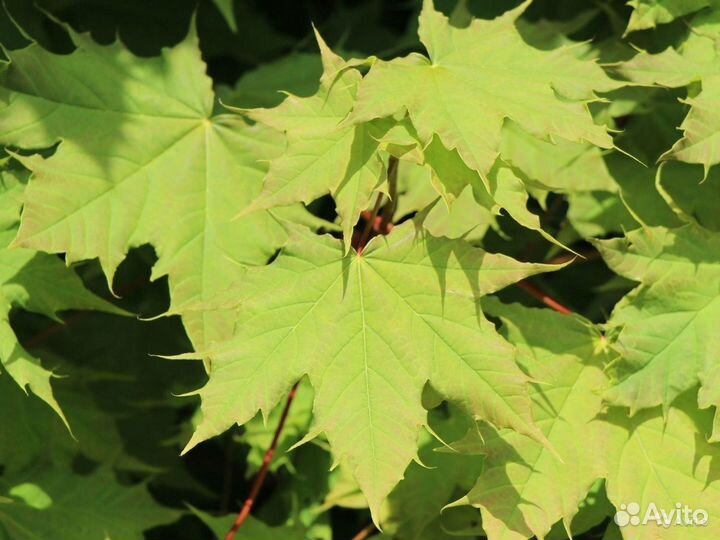 Клен остролистный