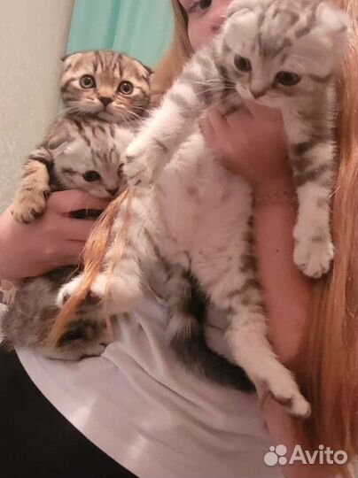 Шотландские вислоухие котята мраморные