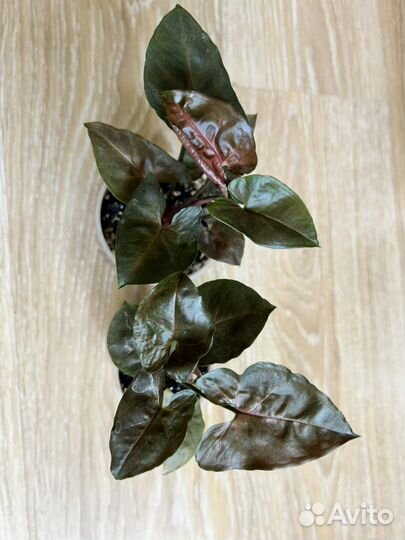 Комнатные растения цветы