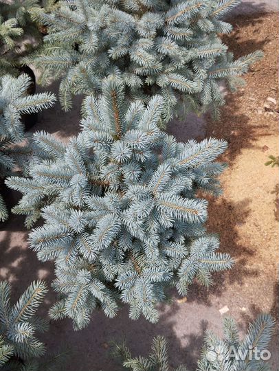 Саженцы ель голубая