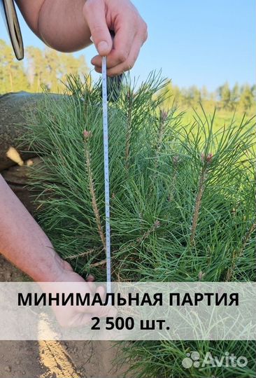 Саженцы сосны обыкновенной окс