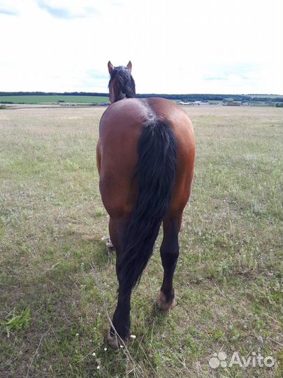 Лошади. Жеребец-производитель