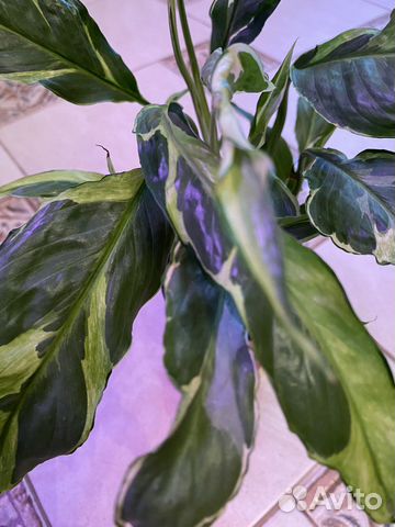 Спатифиллум» Дели Индонезия»