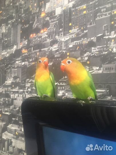 Попугай неразлучник