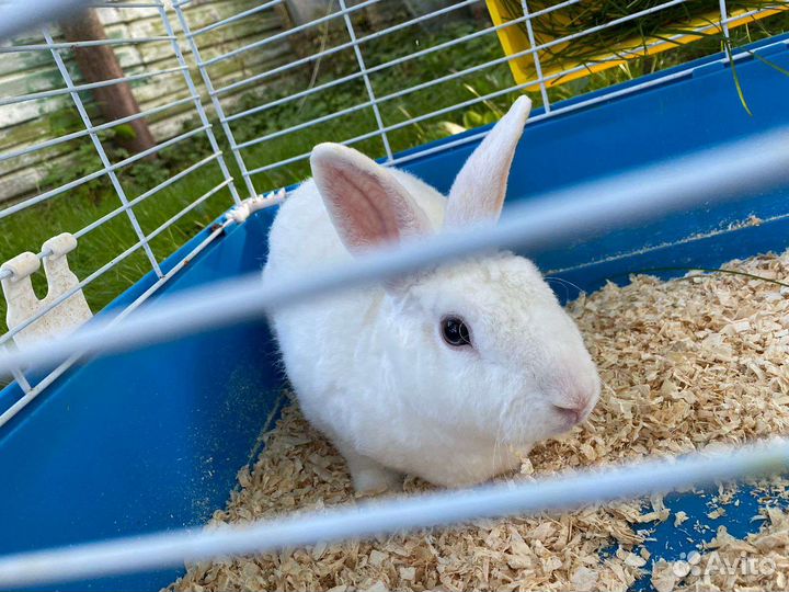 Декоративные кролики