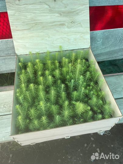 Саженцы ели европейской окс от производителя