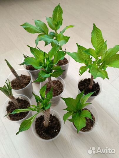 Аморфофаллус