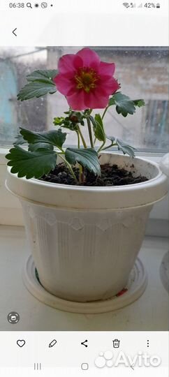 Саженцы клубники