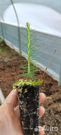 Сеянцы сосны обыкновенной зкс