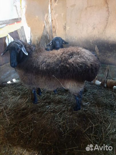 Овцы бараны
