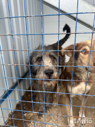 Домашний пес в отлове