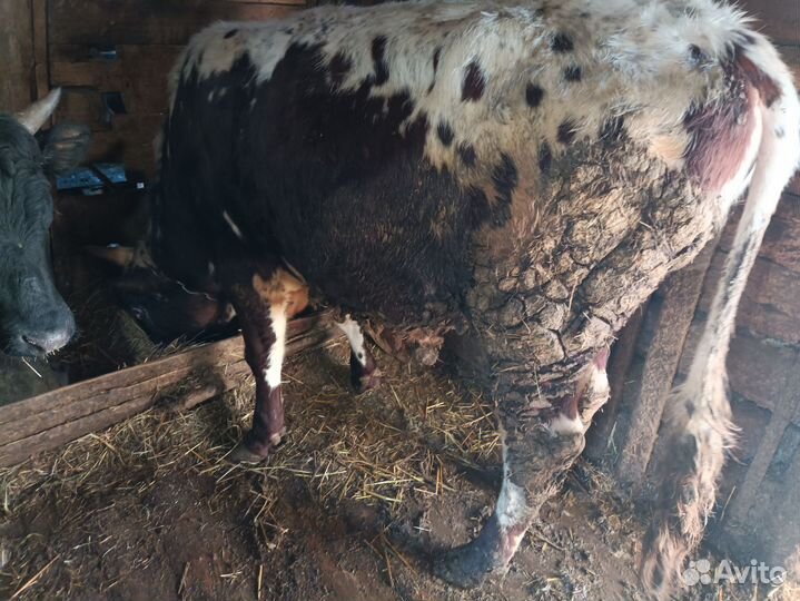 Быки на мясо живым весом