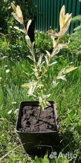 Саженцы декоративных кустарников