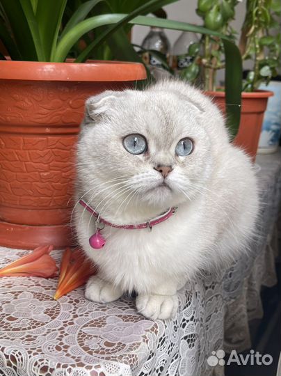 Британсая кошка