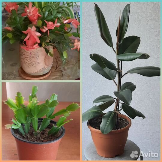 Цветы на обмен