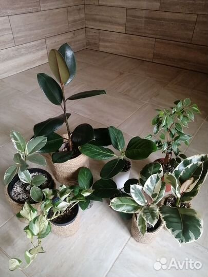 Сингониум, фикус, филодендрон, эписции