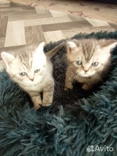 Шотландские прямоухие котята