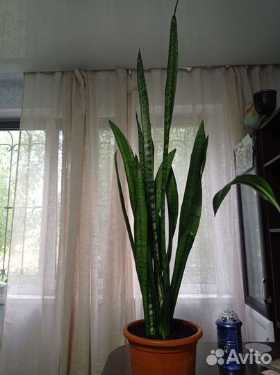 Сансевиерия тещин язык