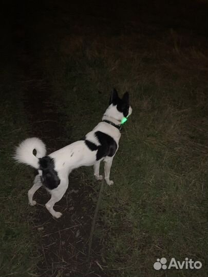 Выгул собак. Догситтер из Санкт-Петербурга