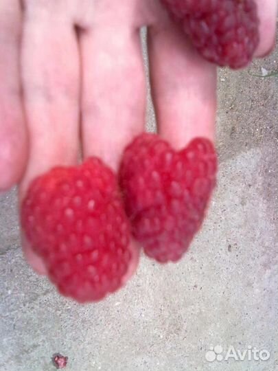 Саженцы малины