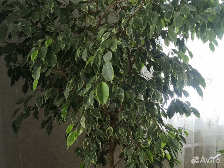 Фикус Бенджамина