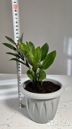 Замиокулькас