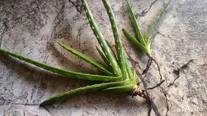 Отростки алое вера