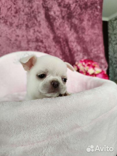 Щенки чихуахуа