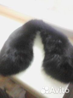 Меховой воротник песец новый