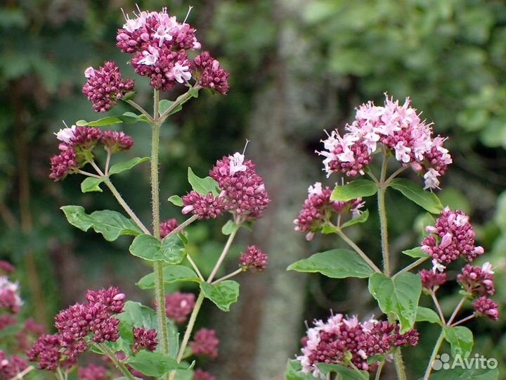 Душица обыкновенная (орегано), семена