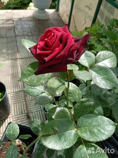 Саженцы роз