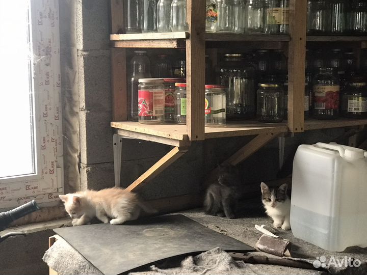 Котята бесплатно