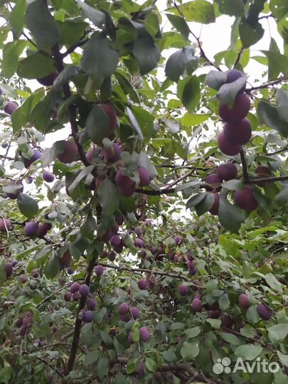 Саженцы сливы