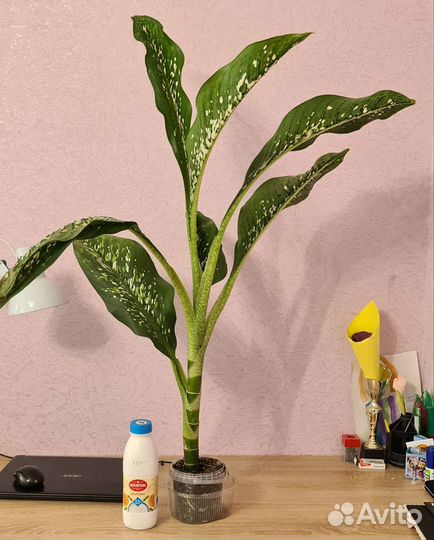 Диффенбахия крокодил (Чешуя Дракона)