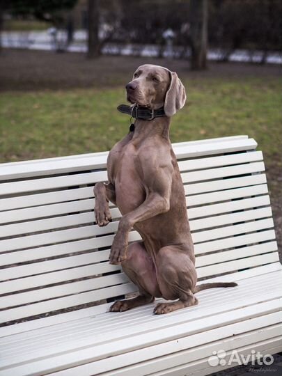 Выгул собак