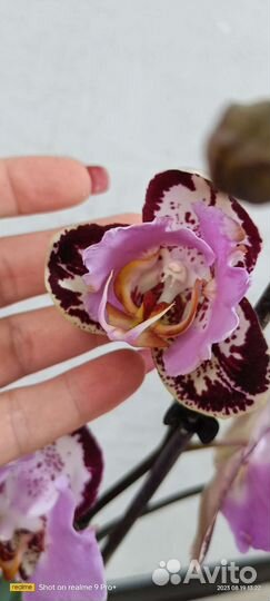 Орхидея фаленопсис бабочка