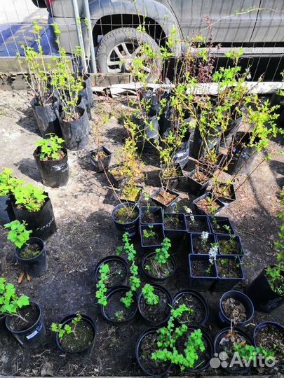 Саженцы плодовых растений. Яблоня. Вишня. Груша