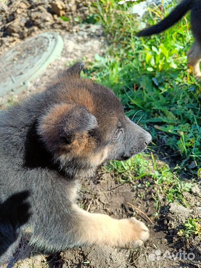 Щенки немецкой овчарки