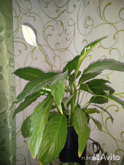 Растения обменяю на другие сорта