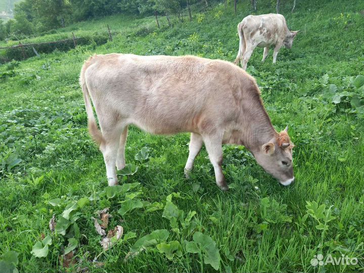 Коровы-телки