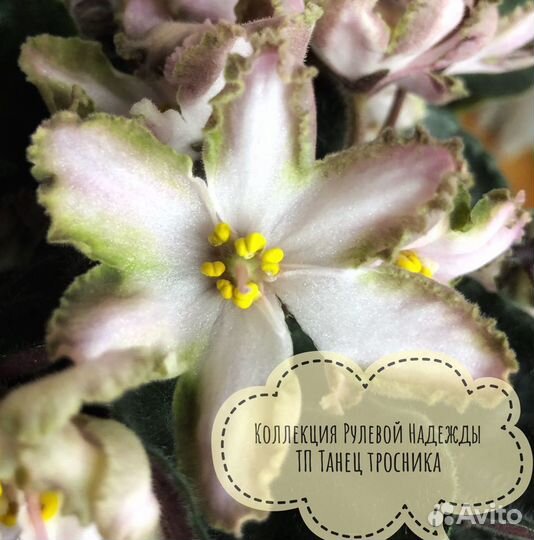 Сортовые фиалки