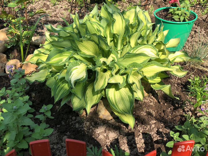 Многолетние цветы: хоста, астильба, маргаритки